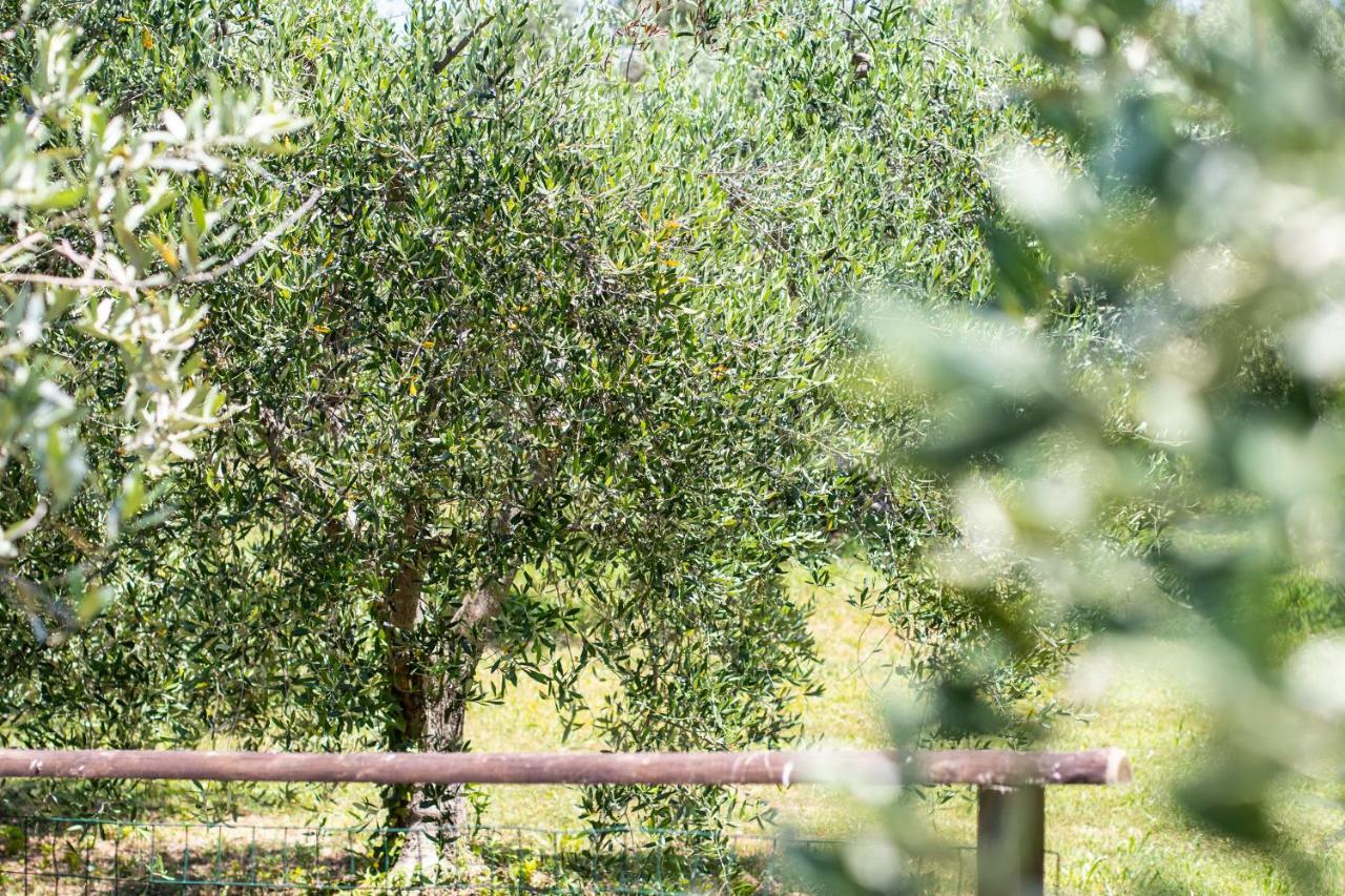 Agriturismo Filettro โวลแตร์รา ภายนอก รูปภาพ